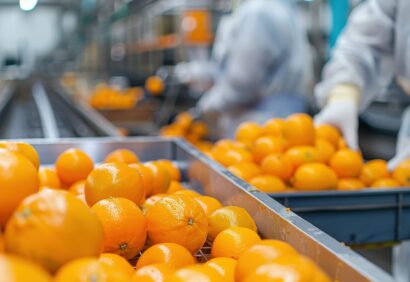 Fresh Orange Processing Facility: Workers Sorting and Peeling Or
